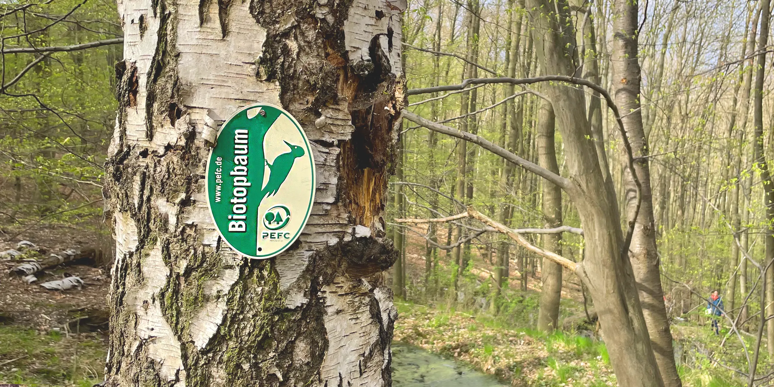 Am LGKS werden die PEFC-zertifizierten Waldflächen nach rein ökologischen Prinzipien bewirtschaftet.