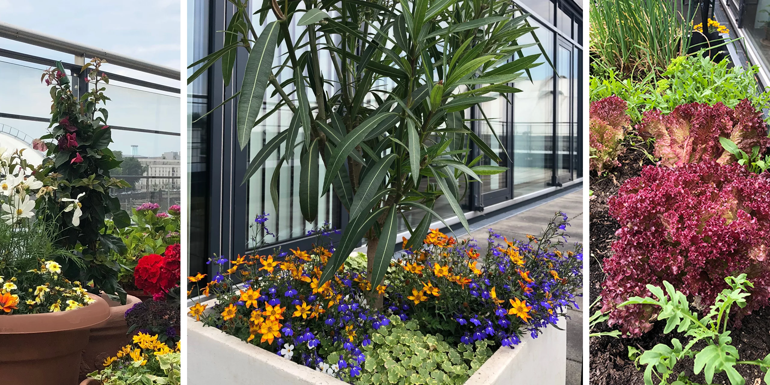 Urban Gardening bei K&S mit einer blühenden, bienenfreundlichen Terrasse